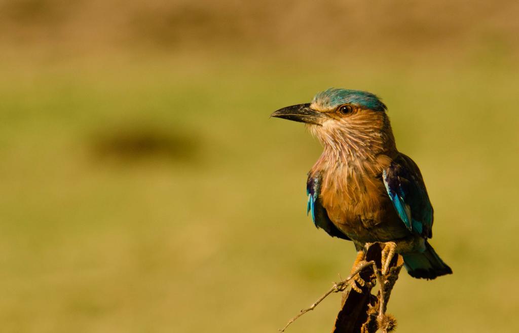 Отель Mahoora Udawalawe - By Eco Team Экстерьер фото
